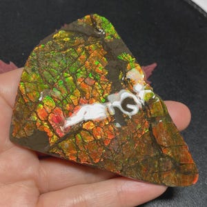 May include: A polished ammolite gemstone with a vibrant display of colors, including red, orange, green, and gold. The surface has a textured, cracked appearance with a white, glossy area. The gemstone is irregularly shaped.