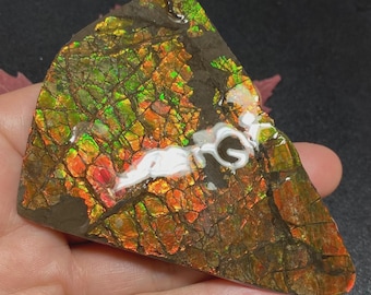 天然カナダ産アンモライト アンモナイト化石標本 フリーフォーム宝石