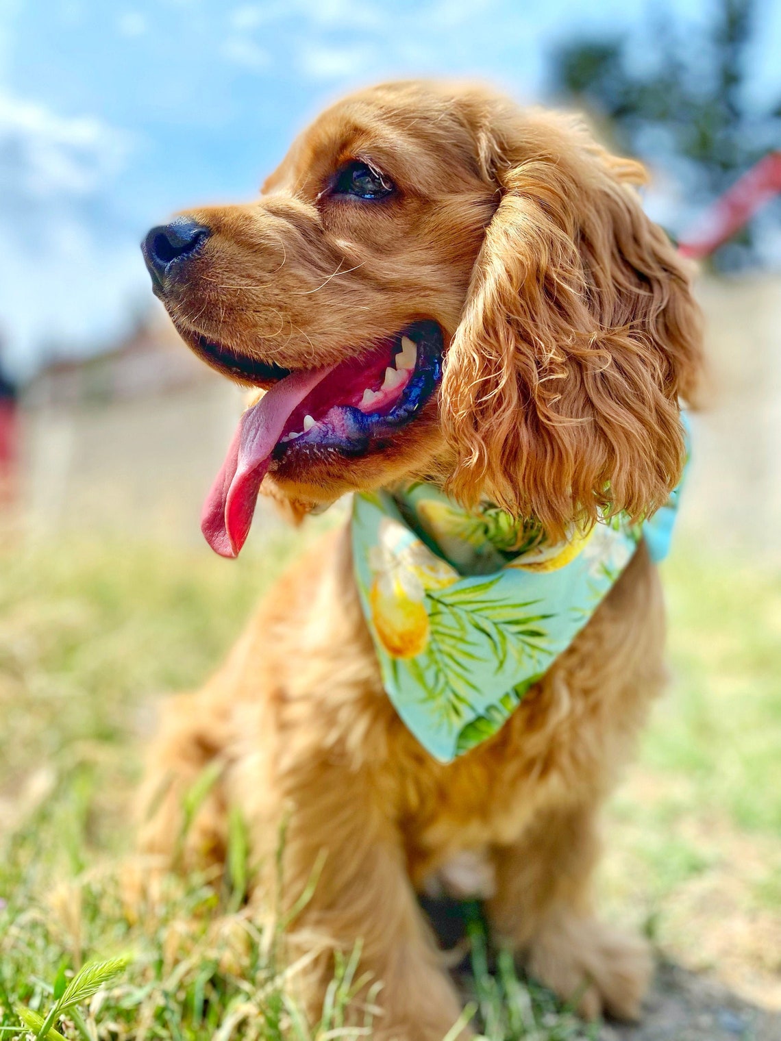 Passende Hund und Besitzer Set Zitrone Textur Hund Bandana Etsy