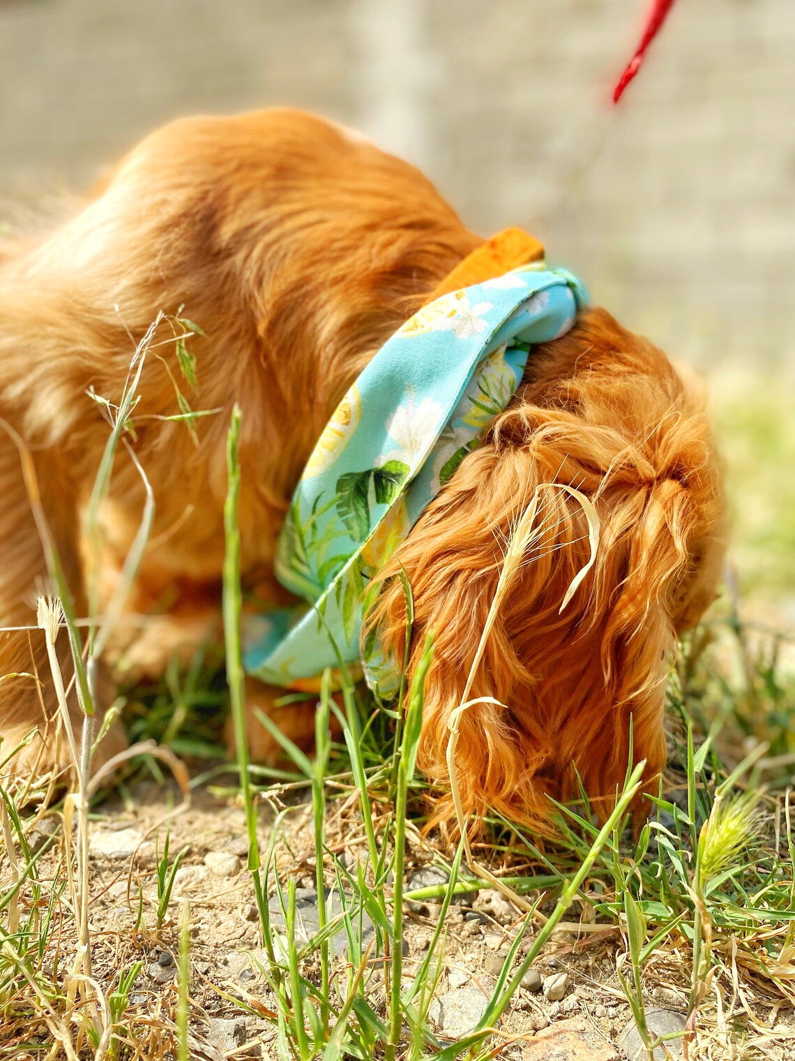 Passende Hund und Besitzer Set Zitrone Textur Hund Bandana Etsy