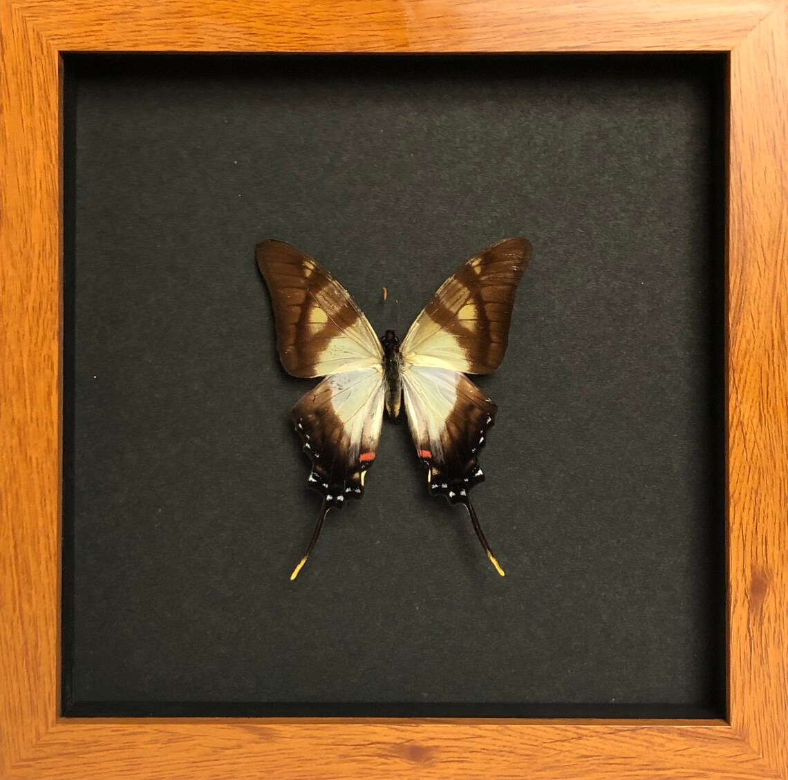 Boîte à Ombres Papillon – Cadre Décoratif Avec Papillon – Thème AMOUR – Cadeau Mariage