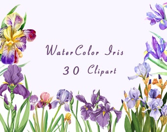 Iris Floral Clipart,Flower Clipart,Floral Clip Art, 300 dpi PNG Digital Download