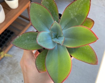 Echevaria Subrigada “Fire and Ice” Rare LIVE Succulent Plant