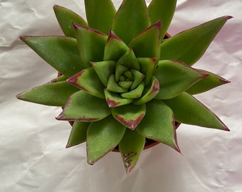 Echeveria Agavoides Succulent Plant 4 inch