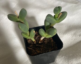 Ice Plant Succulent | Copuscularia lehamanni