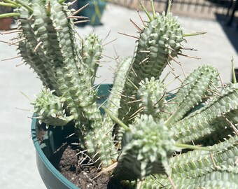 Euphorbia Indian Corn Cob Cactus
