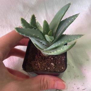 Crocodile Aloe | Aloe Brevifolia Succulent LIVE Plant 2 inch