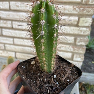 Baseball Bat Cactus Plant Neoraimondia Herzogiana image 1