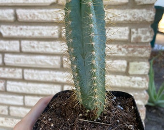 Brazilian Blue Cactus Plant | Pilosocereus Azureus