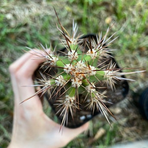 Baseball Bat Cactus Plant Neoraimondia Herzogiana image 3