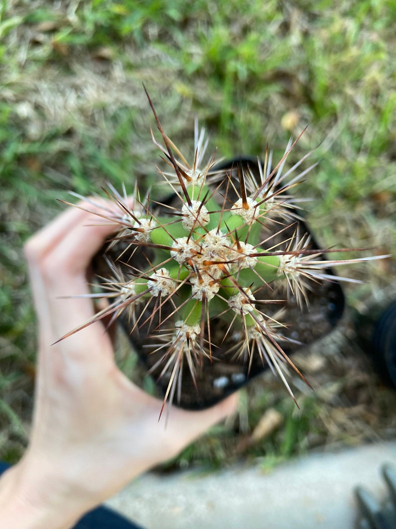 Baseball Bat Cactus Plant Neoraimondia Herzogiana image 3