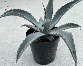 Blue Agave LIVE Plant