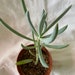 see more listings in the $1.99 plants section