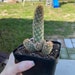 see more listings in the Cacti section