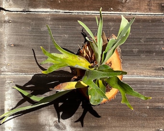 Large Beautifully Mounted Staghorn Fern (Platycerium veitchii 'Lemoinei')