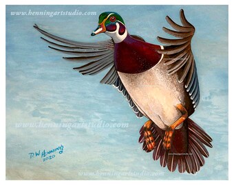 0715 wood duck 8x10