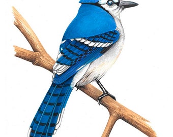 0701 Blue Jay 8x10