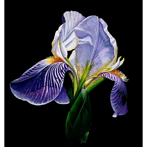 0063 iris on black 8x10