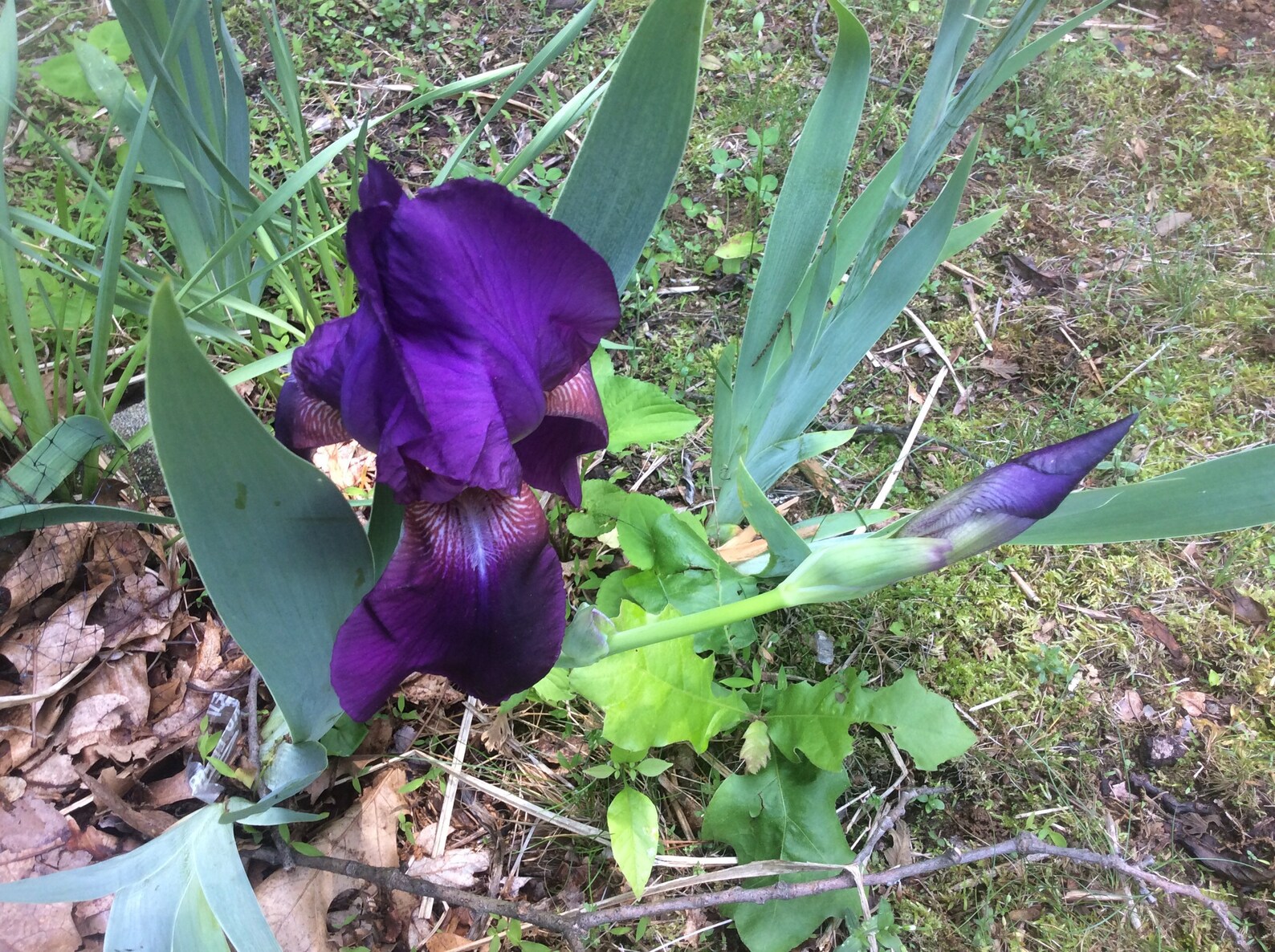 5 Deep Purple Bearded Iris Rhizomes Etsy