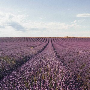 Ontspannende lavendelspray om te slapen, kussennevel, anti-stress, spray voor slaapkamer en linnengoed, 100% puur en natuurlijk afbeelding 9