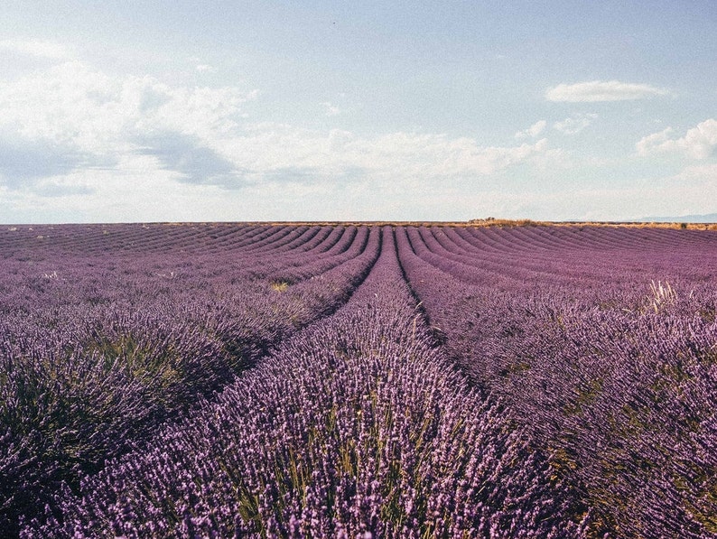 Ontspannende lavendelspray om te slapen, kussennevel, anti-stress, spray voor slaapkamer en linnengoed, 100% puur en natuurlijk afbeelding 9