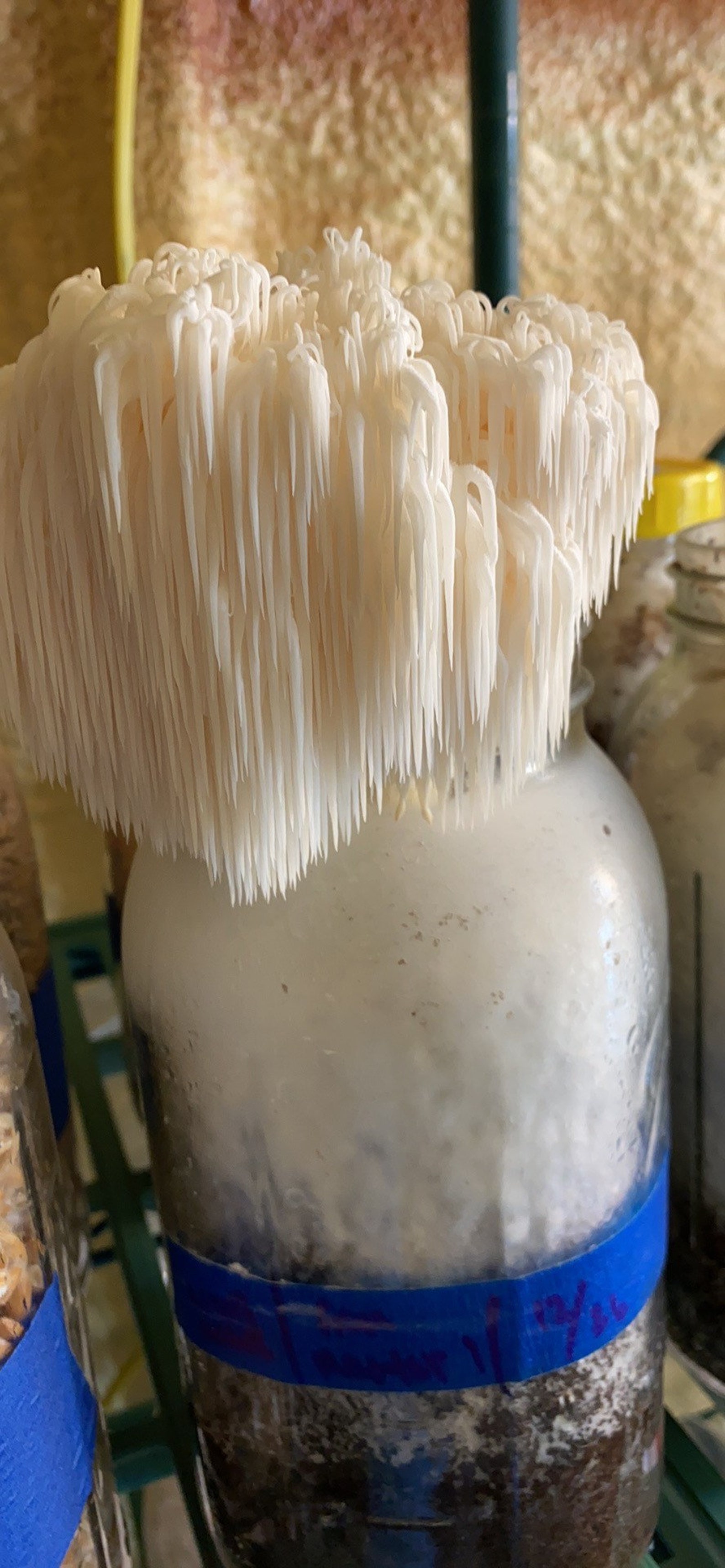Easily Grow your own Lions Mane mushrooms indoor or Etsy