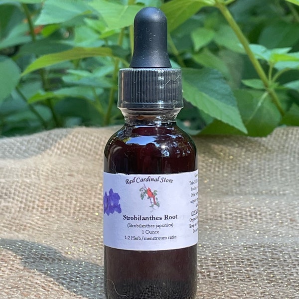 Strobilanthes Root (Strobilanthes Japonica) Tincture Herb Extract Double Extraction