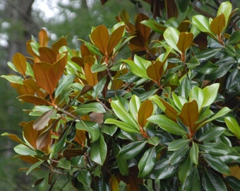 May include: A close-up of a magnolia tree with green and brown leaves. The leaves are glossy and have a smooth texture.