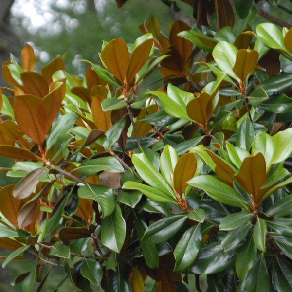 Magnolia Branches Etsy