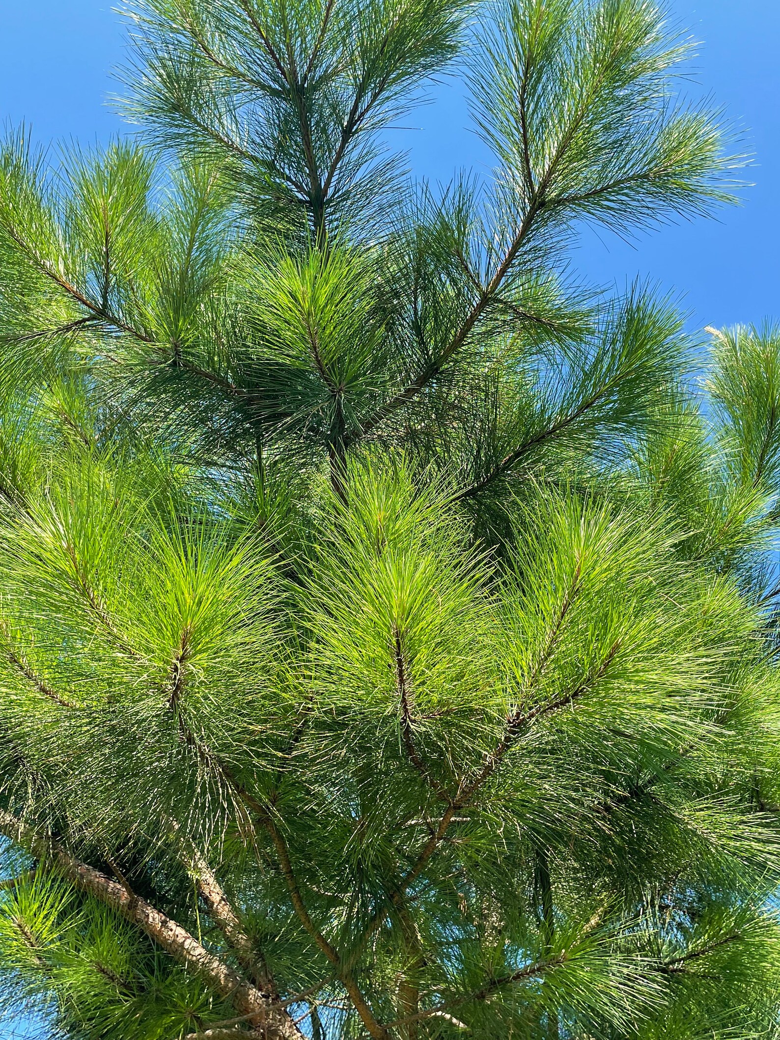 Organic and Fresh Longleaf Pine Needles Pinus Palustris Etsy