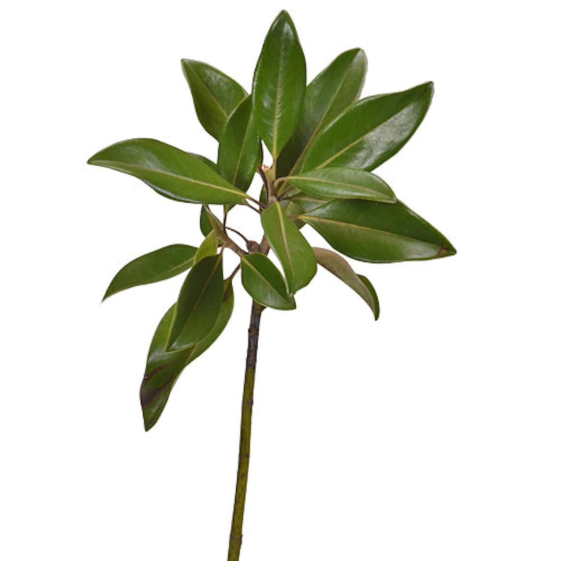 Freshly Picked Organic Magnolia Branches Etsy