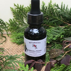 Kalanchoe Pinnata Tincture Herb Extract Double Extraction