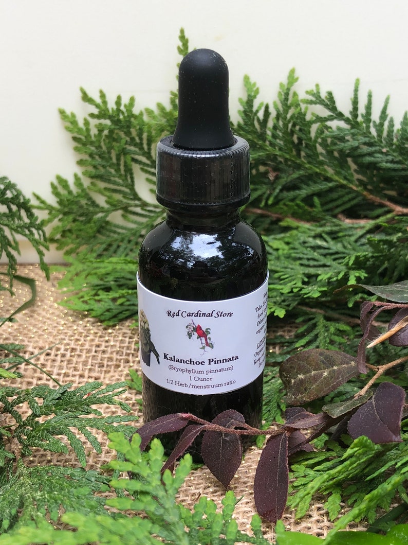 Kalanchoe Pinnata Tincture Herb Extract Double Extraction Etsy