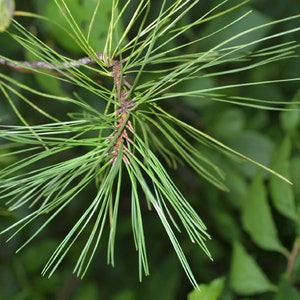 Organic and Fresh Longleaf Pine Needles - Pinus Palustris