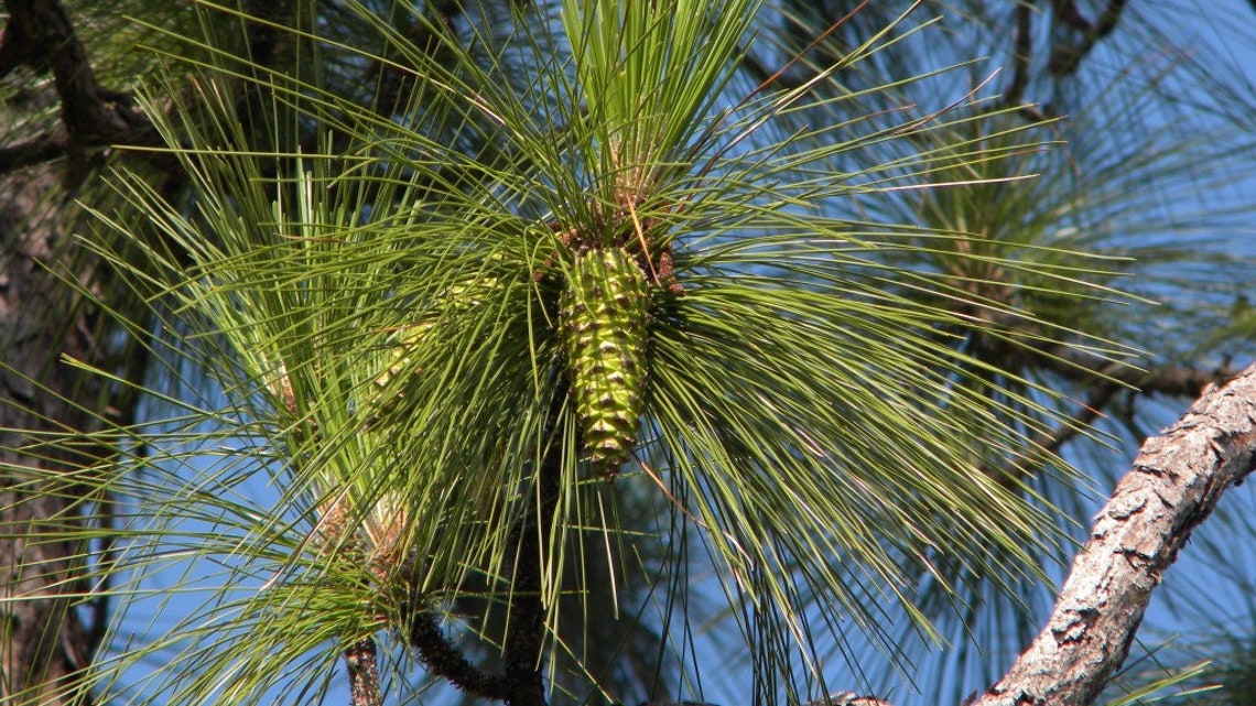 Organic and Fresh Longleaf Pine Needles Pinus Palustris Etsy