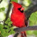 Red Cardinal Store