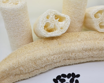 Loofah seeds