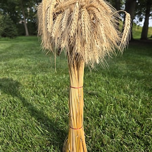 May include: A vertical bundle of dried golden wheat stalks tied together with two thin red bands. The wheat heads are clustered at the top, forming a dense, fan-like arrangement of textured grain, while the stems are gathered into a straight column.