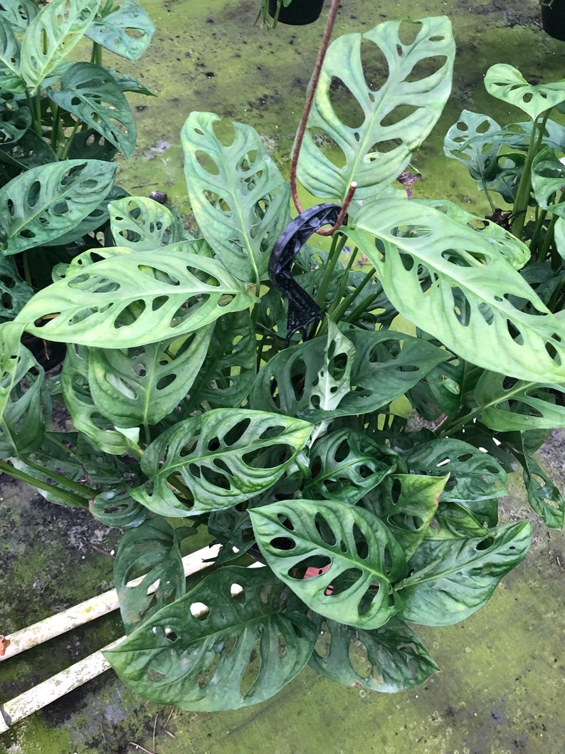 Monstera Swiss Cheese Plant 8 Etsy
