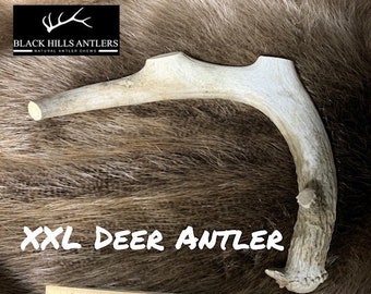 Puede incluir: Una gran cornamenta de ciervo blanca, que mide más de 25 cm de largo, con una textura rugosa y natural. La cornamenta está sobre un fondo de piel marrón con una regla para la escala. El texto "XXL Deer Antler" está escrito en letras blancas debajo de la cornamenta.