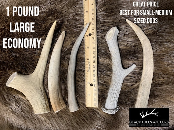 1 Pound Large Economy Deer Antler Dog Chew Etsy Canada