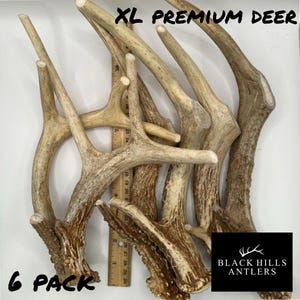 May include: Six pack of XL premium deer antlers. The antlers are light brown and have a natural, rough texture. The antlers are arranged in a pile, with some of them overlapping. The text "XL PREMIUM DEER" and "6 PACK" are visible in the image. The text "BLACK HILLS ANTLERS" is also visible in the image.