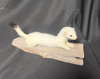 Weasel/Ermine Taxidermy Mount