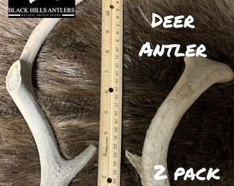 May include: Two XL deer antlers, a natural antler chew, on a brown furry surface with a ruler for size reference. The antlers are light brown and white. The text "BLACK HILLS ANTLERS" and "NATURAL ANTLER CHEWS" is visible on the image. The text "XL DEER ANTLER 2 PACK" is also visible on the image.