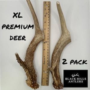 May include: Two XL premium deer antlers, measuring approximately 12 inches long, are shown next to a ruler. The antlers are light brown with a rough texture. The text "XL PREMIUM DEER 2 PACK BLACK HILLS ANTLERS" is visible in the image.