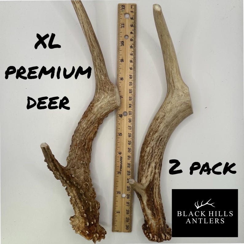 May include: Two XL premium deer antlers, measuring approximately 12 inches long, are shown next to a ruler. The antlers are light brown with a rough texture. The text "XL PREMIUM DEER 2 PACK BLACK HILLS ANTLERS" is visible in the image.