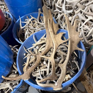 May include: A collection of light brown, textured deer antlers piled inside and around several large, round, blue plastic barrels. The antlers vary in size and shape, featuring multiple points and a weathered, organic appearance throughout.