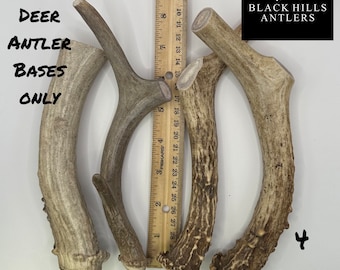 May include: Four large deer antler bases in varying shades of brown and tan are displayed. A ruler is placed next to the antlers for scale. The text "LARGE DEER ANTLER BASES ONLY" is visible. The Black Hills Antlers logo is in the top right corner, and the text "4 PACK" is in the bottom right.
