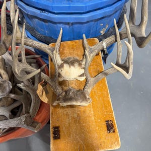 May include: A large deer antler rack with a brown skull plate attached, featuring multiple points and a textured surface. A small tan paper tag is tied to the base of the antlers. The antlers are resting on a rectangular wooden board.