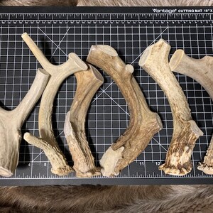 May include: Five natural antler dog chews of varying sizes and shapes. The antlers are light brown in color and have a rough, textured surface.